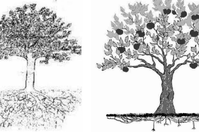 Arti Menggambar Pohon Saat Psikotes