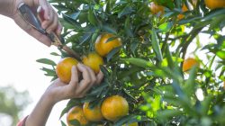 7 Buah Kaya Vitamin C yang Mudah Ditanam di Rumah dan Cepat Berbuah