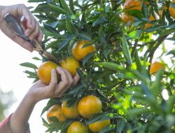 7 Buah Kaya Vitamin C yang Mudah Ditanam di Rumah dan Cepat Berbuah