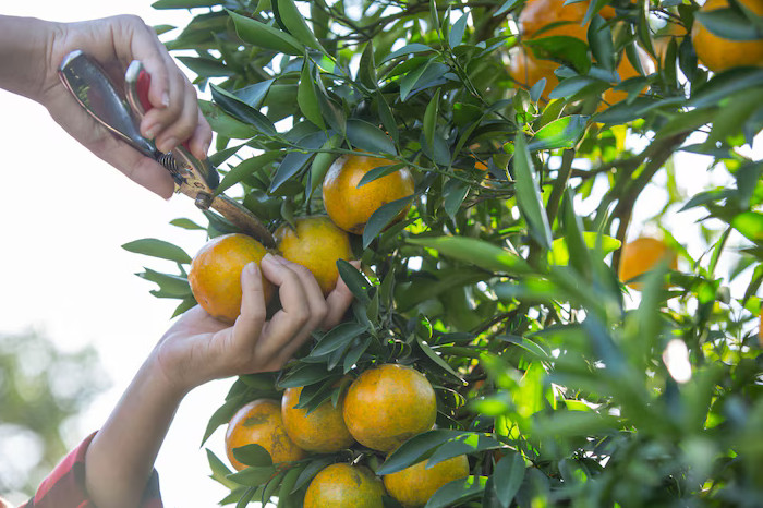 7 Buah Kaya Vitamin C yang Mudah Ditanam di Rumah dan Cepat Berbuah (Freepik)